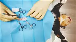 diplomado online oncologia clinica pequenos animales diagnostico anatomopatologico