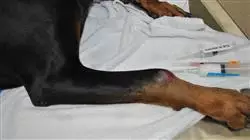##IMAGE##