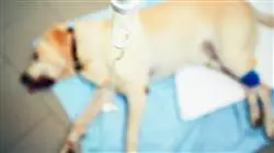 diplomado online tratamiento cancer pequenos animales