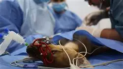 posgrado tratamiento cancer pequenos animales