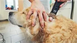 diplomado online tumores cutaneos subcutaneos pequenos animales