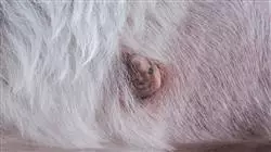 posgrado tumores cutaneos subcutaneos pequenos animales