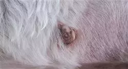 tumores cutaneos subcutaneos pequenos animales seis