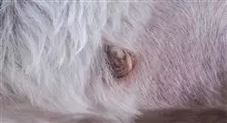sarcomas asociados punto inyeccion pequenos animales melanoma tumores respiratorios seis