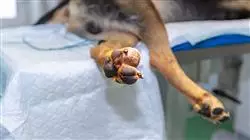 ##IMAGE##