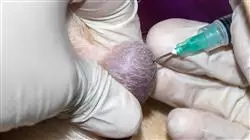 diplomado online tumores digestivos pequenos animales mesotelioma