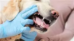 posgrado tumores digestivos pequenos animales mesotelioma