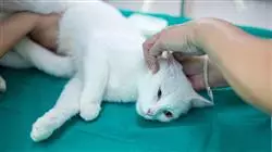 ##IMAGE##