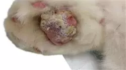 ##IMAGE##