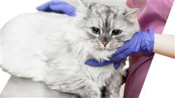 estudiar oncologia clinica animalles
