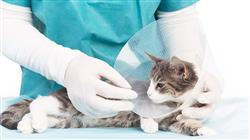 experto oncologia clinica animalles