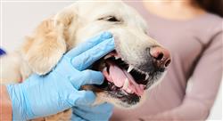 cursos cutaneos respiratorios digestivos oftalmologicos pequenos animales
