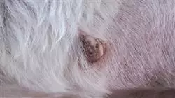 cursos tumores cutaneos respiratorios digestivos oftalmologicos pequenos animales