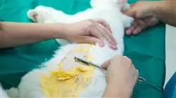 especializacion online tumores cutaneos respiratorios digestivos oftalmologicos pequenos animales