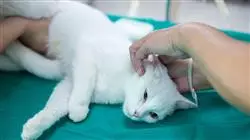 ##IMAGE##