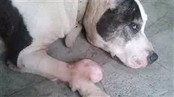 ##IMAGE##