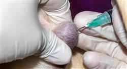 diplomado hemangiosarcoma pequenos animales