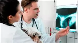 curso online radiologia aparato cardiovascular pequenos animales