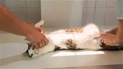 ##IMAGE##
