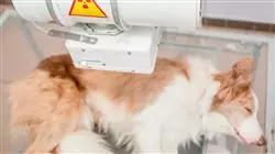 ##IMAGE##