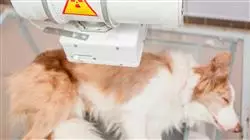 ##IMAGE##