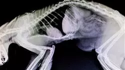 ##IMAGE##