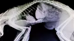 ##IMAGE##