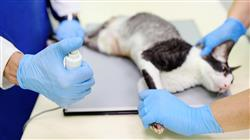 diplomado online universitario diagnostico radiologico enfermedades ortopedicas pequenos animales