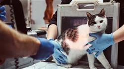 curso master radiologia veterinaria pequenos animales