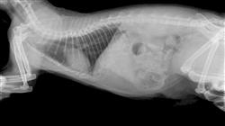 diplomado master radiologia veterinaria pequenos animales