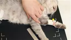 ##IMAGE##