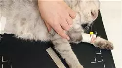 ##IMAGE##