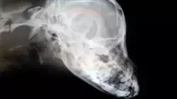 ##IMAGE##