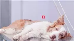 ##IMAGE##