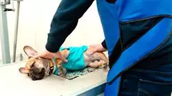 ##IMAGE##