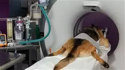 ##IMAGE##