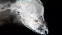 ##IMAGE##
