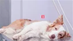 ##IMAGE##