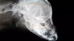 ##IMAGE##