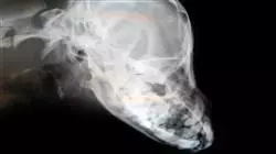 posgrado diagnostico radiologico neurologia pequenos animales