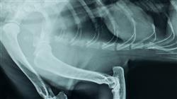 curso online experto radiologia toracica pequenos animales