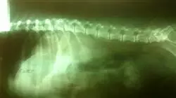 ##IMAGE##