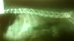 ##IMAGE##