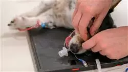 ##IMAGE##