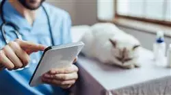 curso online ecografia paciente felino