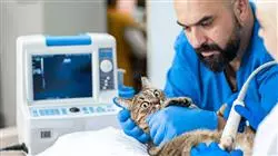 diplomado online ecografia paciente felino