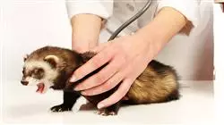 ##IMAGE##