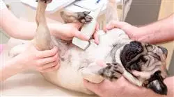 ##IMAGE##