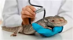 diplomado online ecografia cardiaca pequenos animales