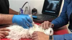 ##IMAGE##